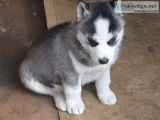 Free to good homes husky puppies