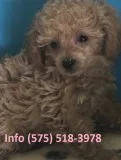 Mdslor toy poodle puppies for sale 