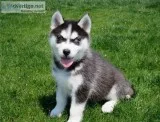 Free siberian husky available