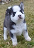 Free siberian husky puppies ready