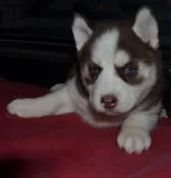 Free to loving home puppies
