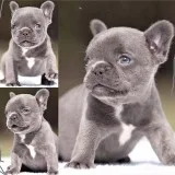 French bulldog puppies for sale now