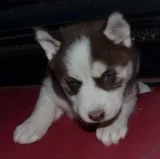 Free puppies for new homes