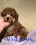 Oqmdi toy poodle puppies for sale 