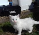 Great maine c--n kittens