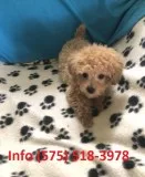 Xskwy toy poodle puppies for sale 
