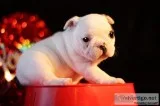 Perfect french bulldog pups ready to go