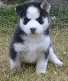 Free siberian husky puppies for you