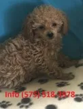 Rmwjy toy poodle puppies for sale