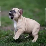 Adorable french bulldogs pups for sale