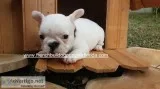 Puppies for sale