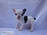 Top quality french bulldogs pups availab