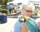  *blue and gold macaw parrot *