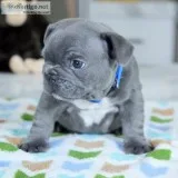  litter trained french bulldog puppies