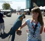 bird looking for permanent home 