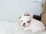  healthy blue french bulldogs for sale
