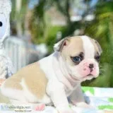  gorgeous french bulldog puppies availab