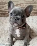 French bulldog puppies available 