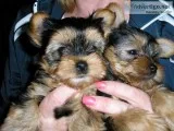 Mini teacup yorkie puppies for sale