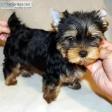 Amazing yorkshire terrier puppies 