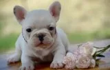  french bulldog puppies for sale 50% off