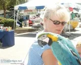 Adorable macaw parrot