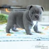  french bulldogs pups for re-homing
