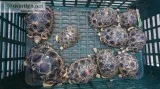 Radiated turtle