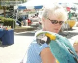 macaw parrot now ready to go to a new h