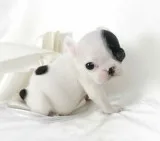  super healthy frenchies puppies