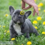  beautiful french bulldog puppies