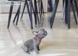  lovely french bulldog puppies ready
