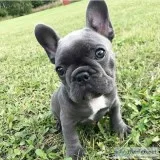 French bulldog puppies 