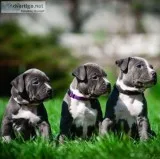 Pitbull pupies for sale