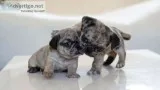 Pug puppies for adoption 