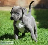 Pitbull pupies for sale
