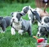 Puppies for sale