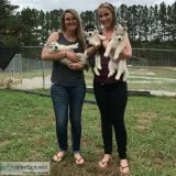 Registered husky puppies for re-homi