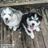 Top quality rottweiler puppies