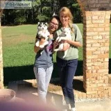 Pure bred full pedigree siberian husky p