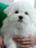 Two adorable maltese ready for a new ho