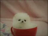 1st class tiny teacup pomeranian puppies