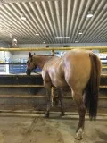  gelding horse for sale