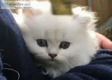 Pure white persian kitten