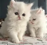 Nice persian kitten for you