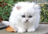 Persian kitten for a home
