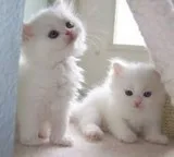 Julie cute persian kitten for your kids