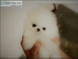 Beautiful micro poms available
