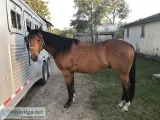 Six year old quarter horse for sale
