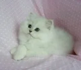 Affectionate persian kitten